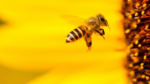 La silenciosa catástrofe que supondría la extinción de las abejas