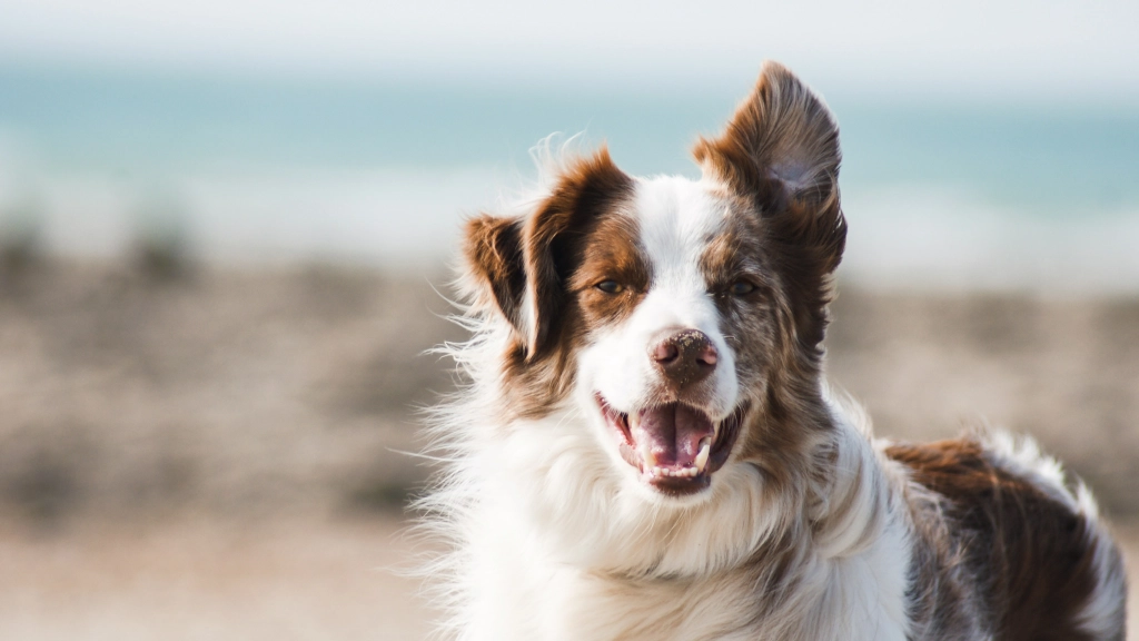 Alimentación para perros, Foto de Pauline Loroy en Unsplash