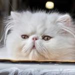 Gato persa, Foto de Sergey Semin en Unsplash