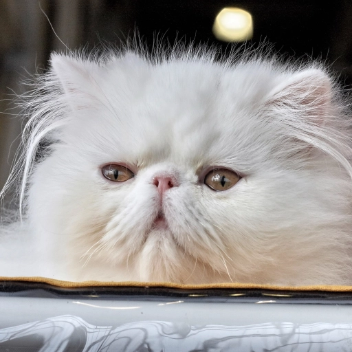 Gato persa ,Foto de Sergey Semin en Unsplash