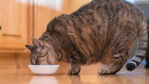 La obesidad felina ,Clínica veterinaria Rivas
