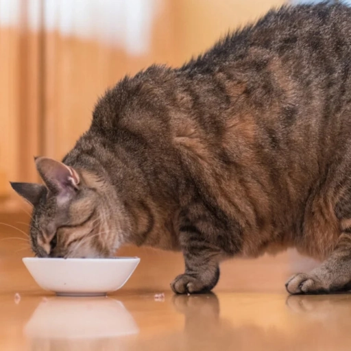 La obesidad felina ,Clínica veterinaria Rivas