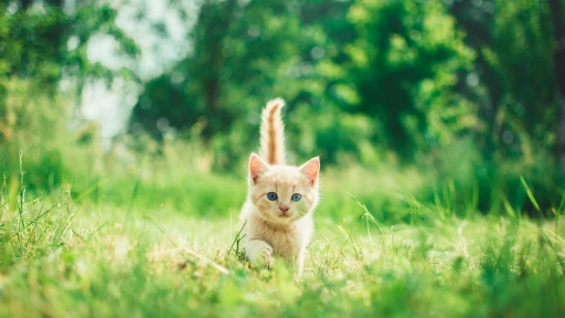 ¿Es seguro alimentar a tu gato con comida para perros o comida casera?  ,Foto de Andriyko Podilnyk en Unsplash