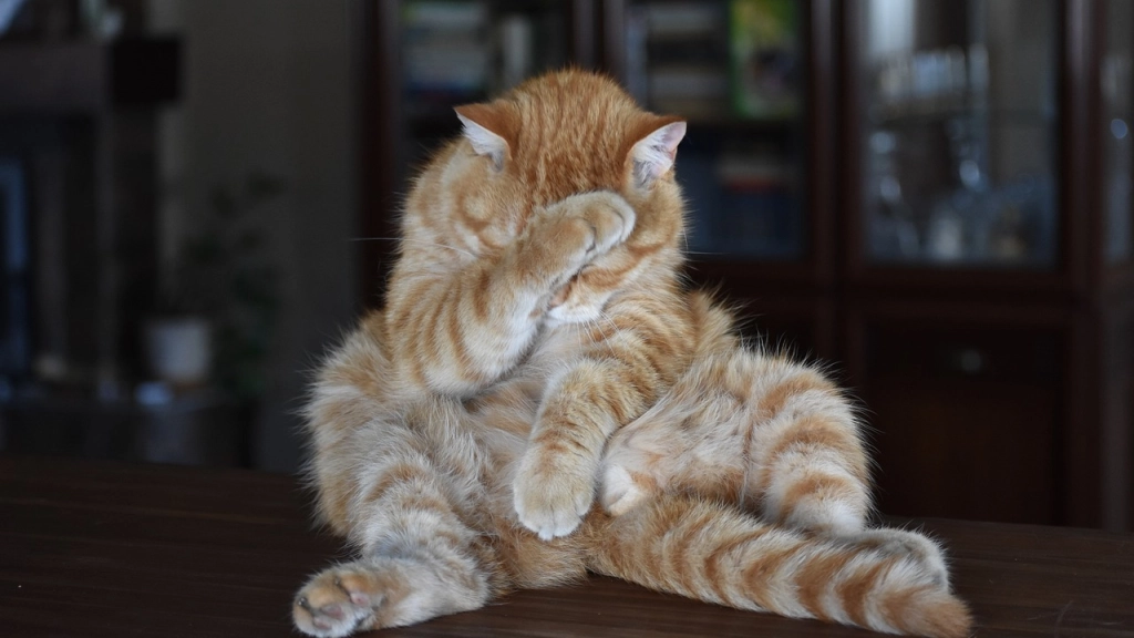 gato, jengibre, a rayas, Pixabay