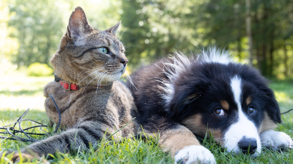 El poder curativo de las mascotas: cómo pueden mejorar tu salud física y mental, Foto de Andrew S en Unsplash