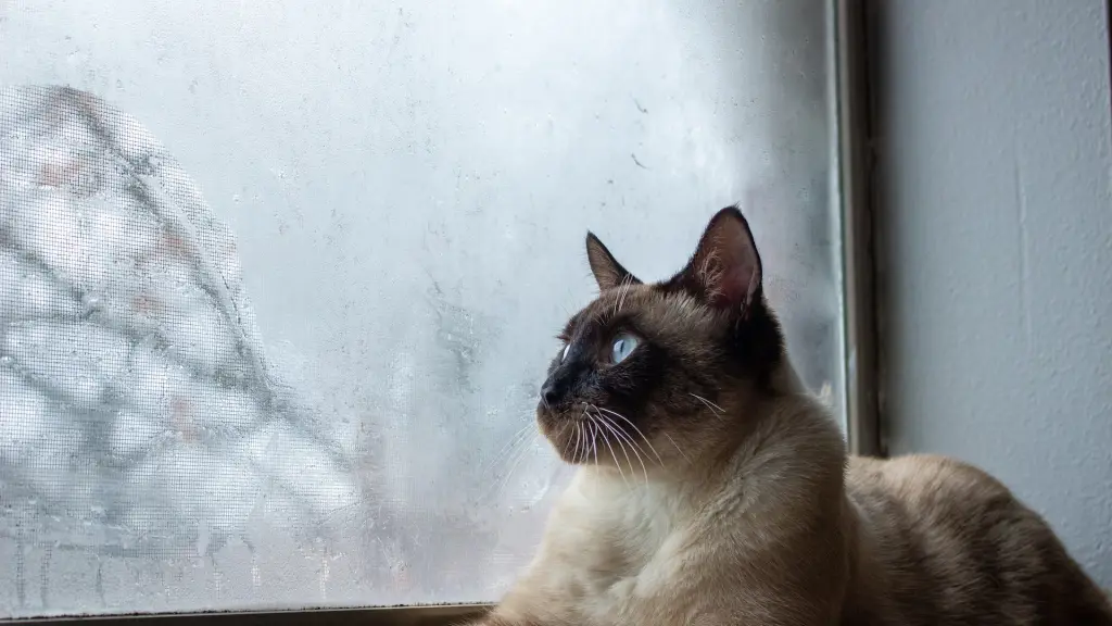 Gato siames, Foto de Hana Oliver en Unsplash