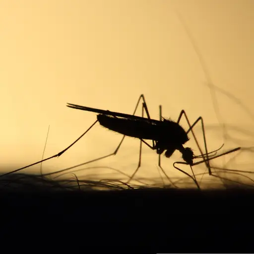 Mosquitos ,Internet