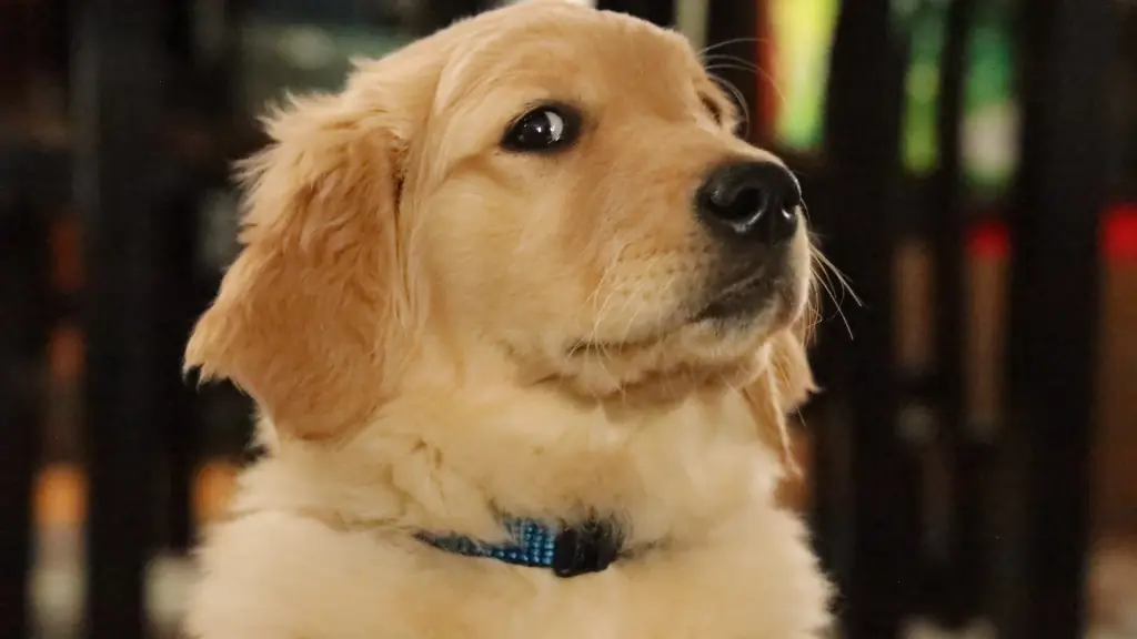 Golden retriever, Foto de Richard Burlton en Unsplash