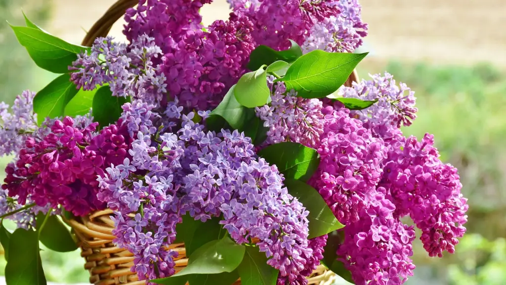 lila, fondo de flores, lindas flores, Pixabay