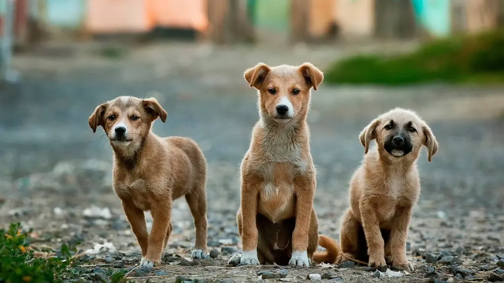 Perros mestizos: La diversidad que enamora a todos, Foto de Anoir Chafik en Unsplash