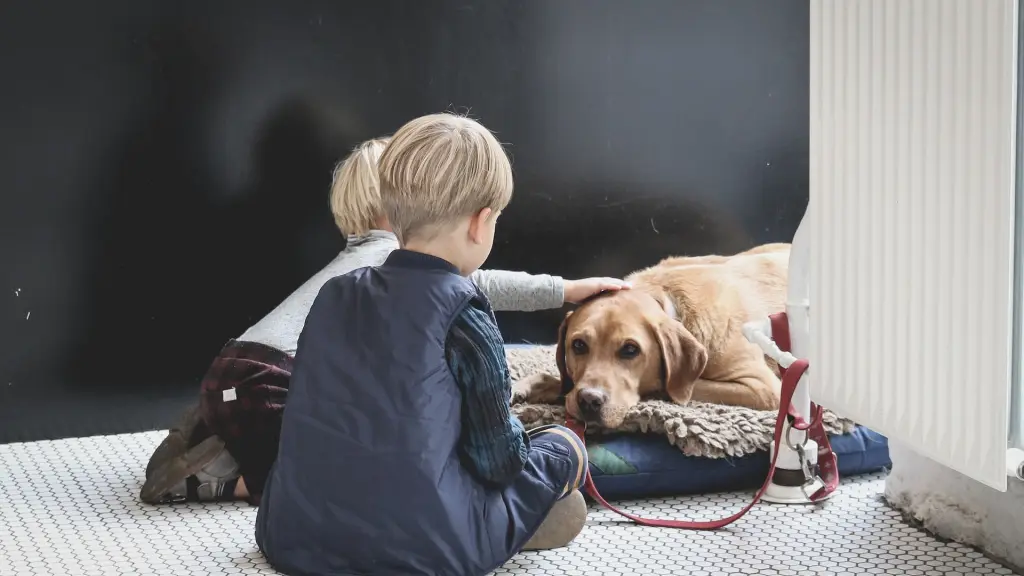 Perros ideales para los niños, Foto de sabina fratila en Unsplash