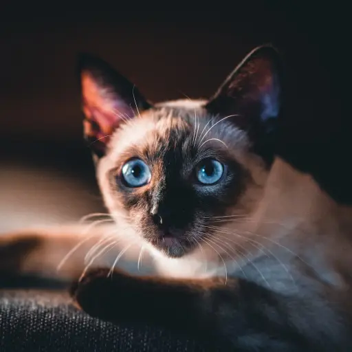 Gato siamés ,Foto de Felix Mittermeier en Unsplash