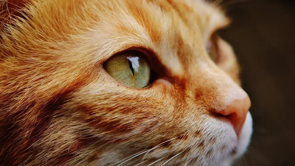 gato, la naturaleza, natutaleza, Pixabay