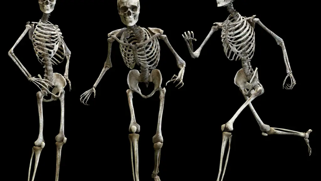 esqueleto, humano, hueso, Pixabay