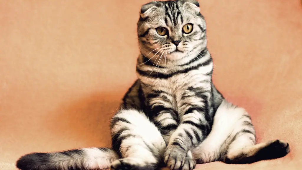 gato, anualmente, gatito, Pixabay