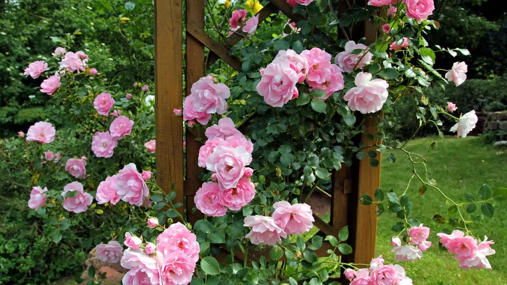 rosas, natureleza, hermosas flores, Pixabay
