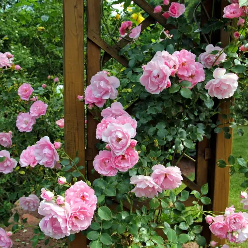 rosas, natureleza, hermosas flores ,Pixabay