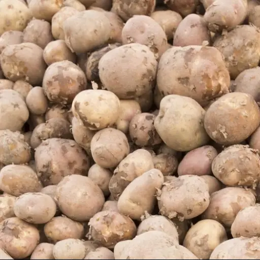Papas ,Yara Chile