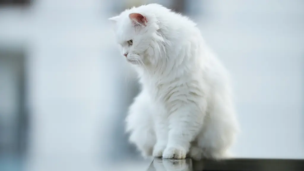 gato, animal, blanco, Pixabay