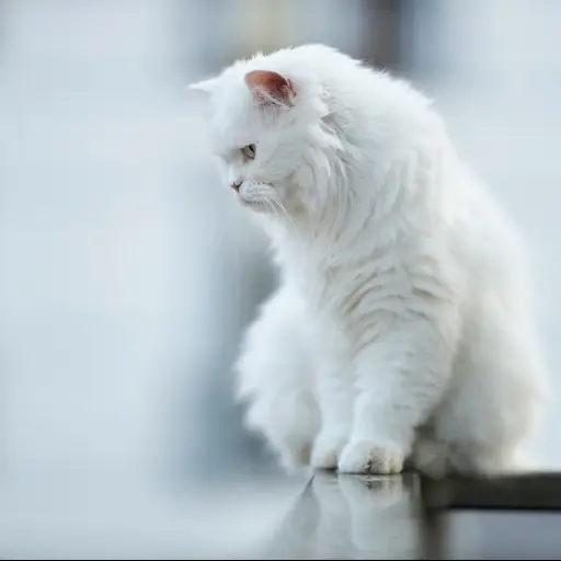 gato, animal, blanco ,Pixabay