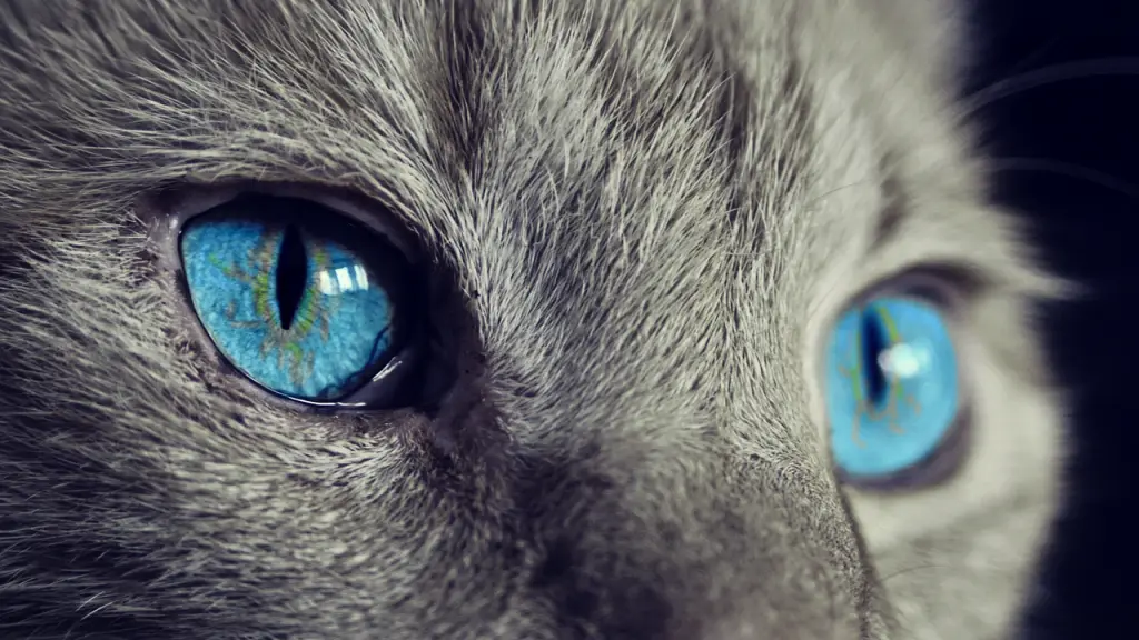 gato, ojos de gato, ojos azules, Pixabay