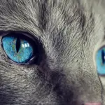 gato, ojos de gato, ojos azules, Pixabay