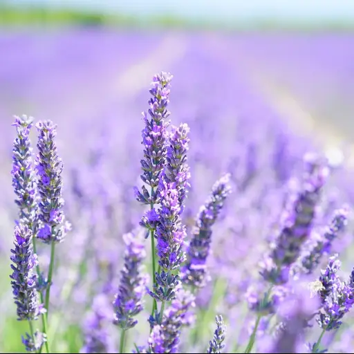 Lavanda