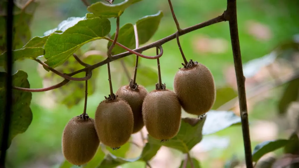 Biopesticida, Internet