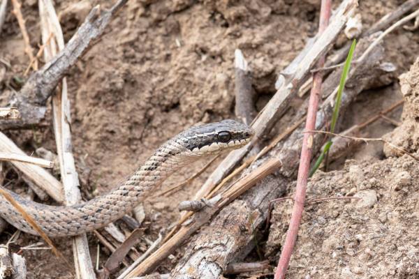 Aumenta la preocupación por mordeduras de culebras venenosas en Chile tras incidente en Putaendo