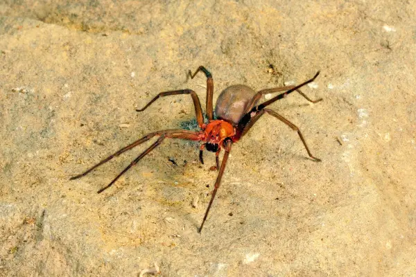 Araña de rincón - Prensa
