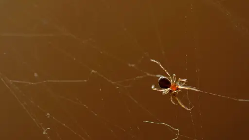 Araña de rincón ,Prensa