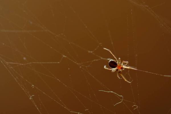 Alerta en Coquimbo: una muerte y casos graves por araña de rincón encienden las alarmas